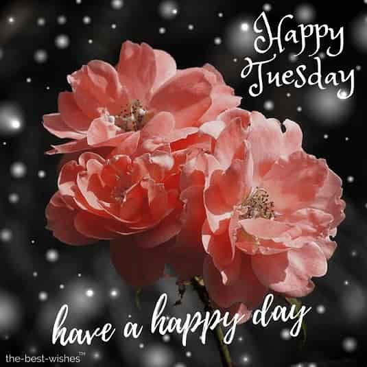 happy tuesday images with pink roses