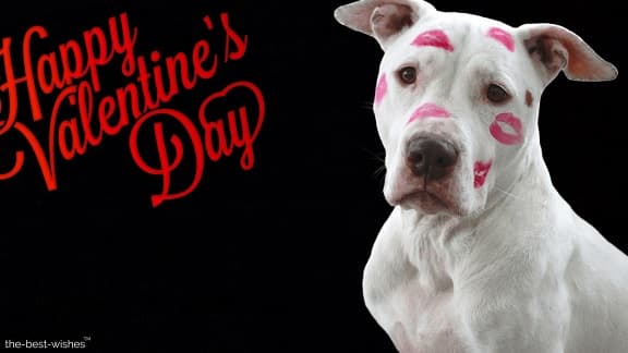 happy valentine day with kisses on dog face