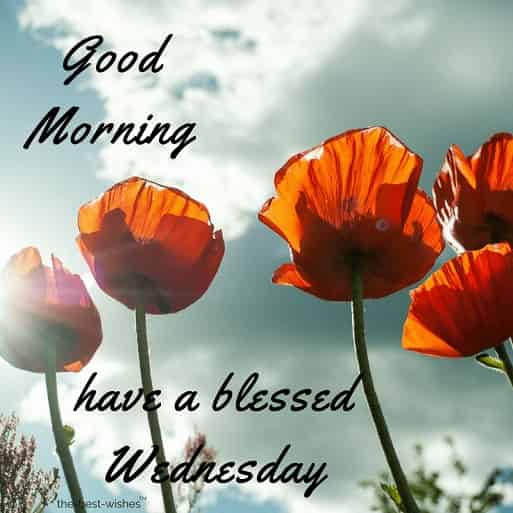 have a blessed wednesday