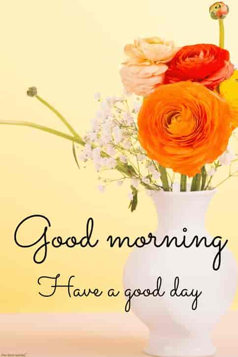 hd flower pot image of good morning have a great day