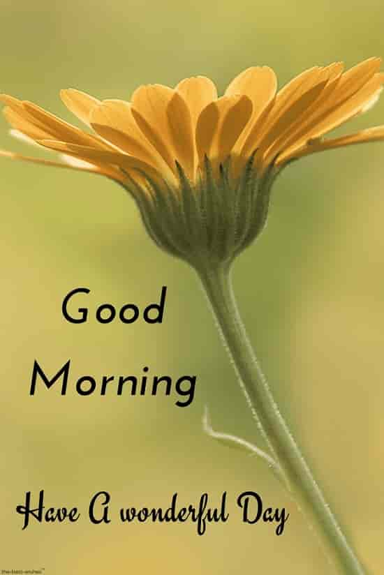 hd good morning image with yellow flower