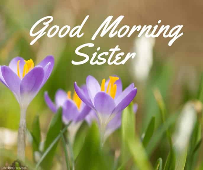 hd images of good morning sister