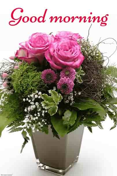 hd vase flowers good morning