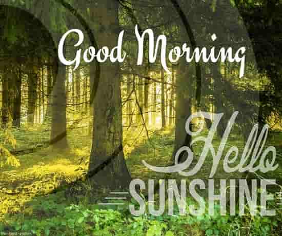 hello sunshine good morning