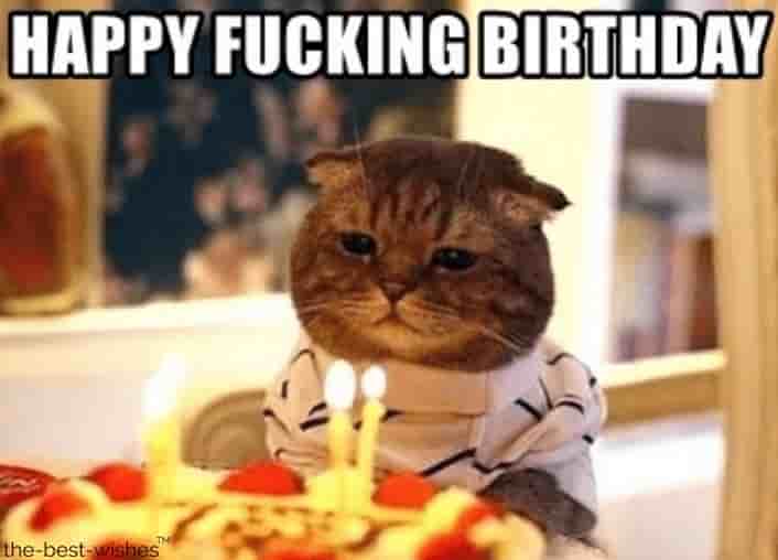 hilarious cat memes wishing birthday