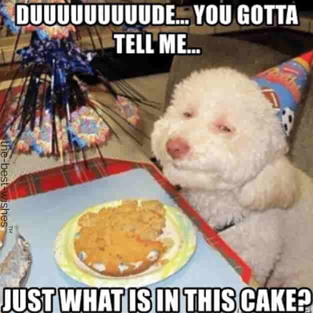 hilarious dog memes for birthday