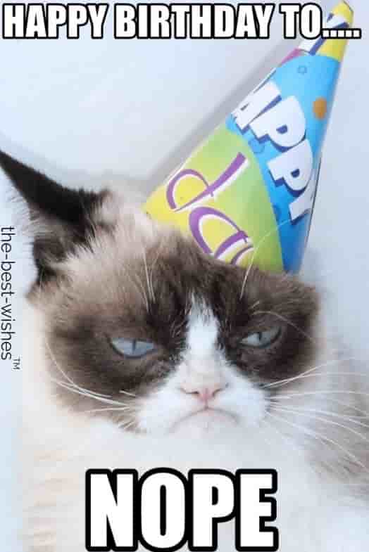 hilarious grumpy cat birthday memes to nope
