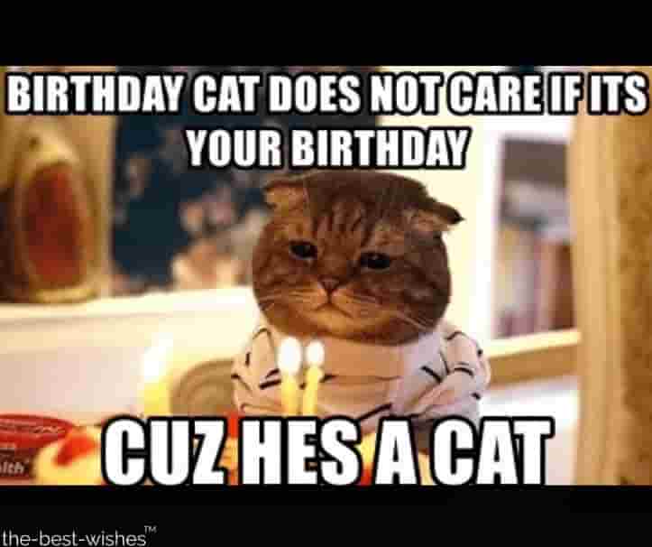 hilarious memes cat does not care bday image