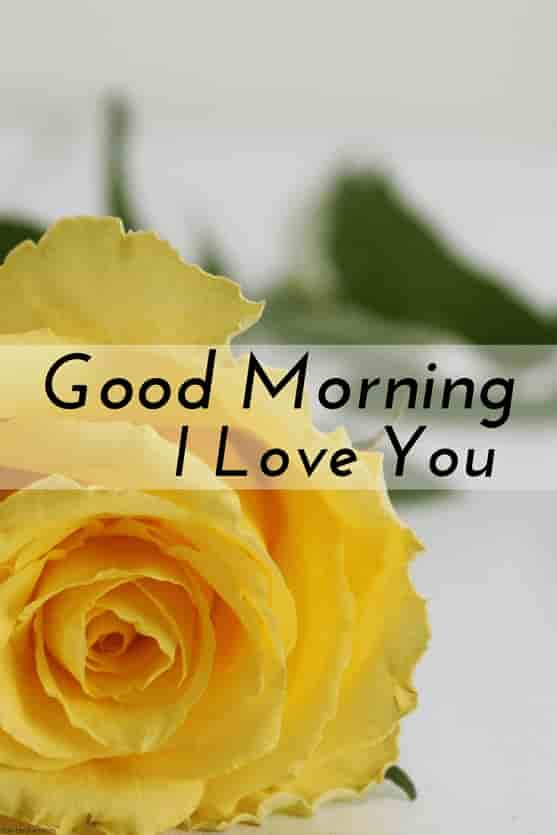 i love you good morning hd images with yellow rose