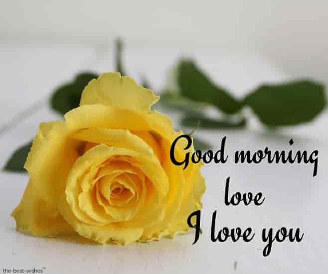 i love you good morning love with yellow rose