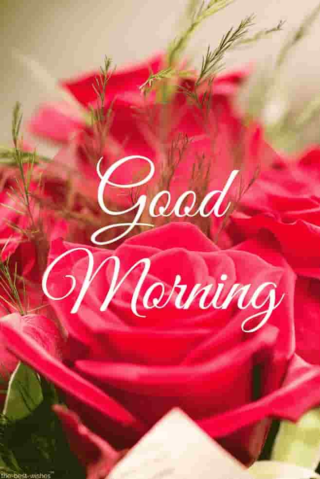 images of good morning roses