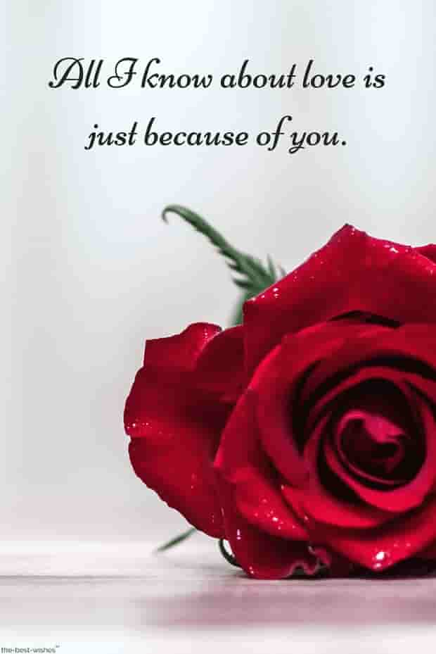 love quotes for boyfriend with red rose