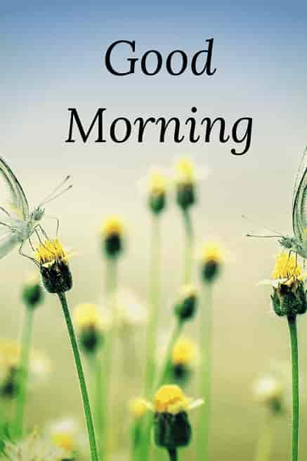 lovely good morning image