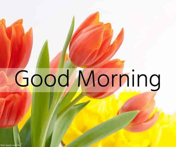 lovely-good-morning-wishes-with-flowers