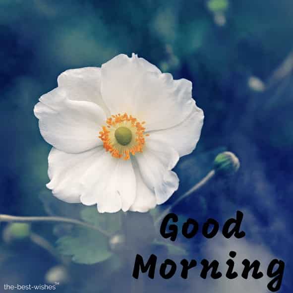 lovely good morning with white flower