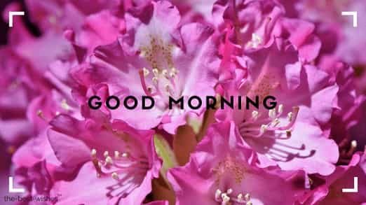 lovely pic of good morning with pink flowers