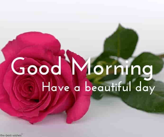 morning-pics-with-pink-rose-have-a-beautiful-day