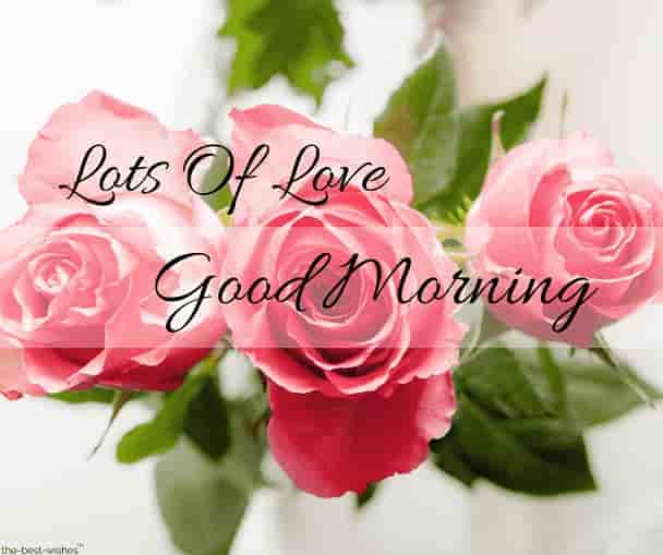 morning roses images