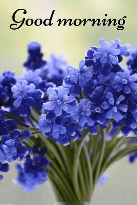 morning wallpaper with blue flower bouquet