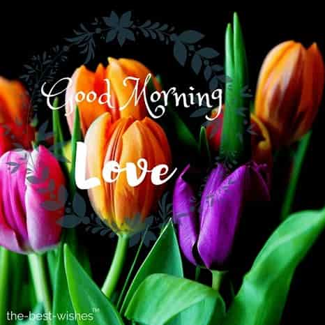 morning wishes images with flowers tulips bouquet