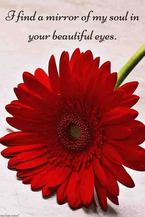 my soul quote with red flower