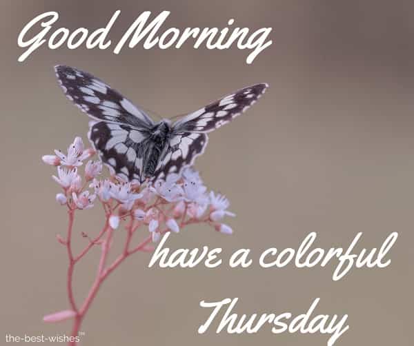 nice pic of good morning thursday with butterfly