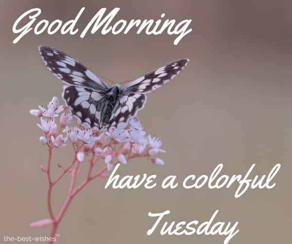 nice pic of good morning tuesday with butterfly