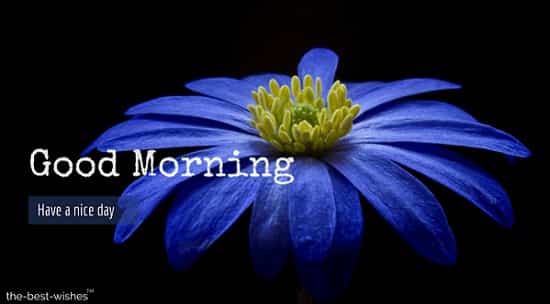 pictures of flowers with anemone flower blossom bloom blue