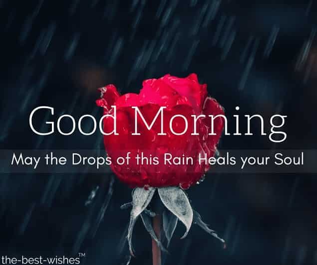 rainy-morning-image-with-red-rose