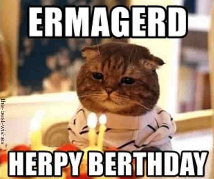 random cat funny memes saying herpy berthday