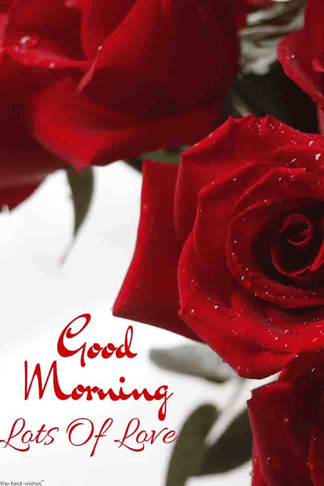 red roses good morning images
