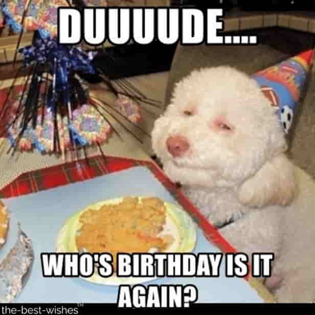 sarcastic dog funny birthday memes