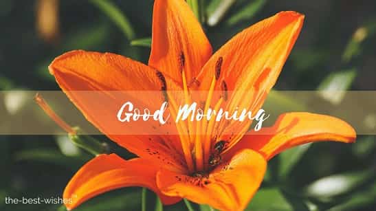 saturday happy morning with orange rose