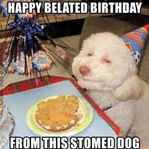 stomed dog belated birthday memes
