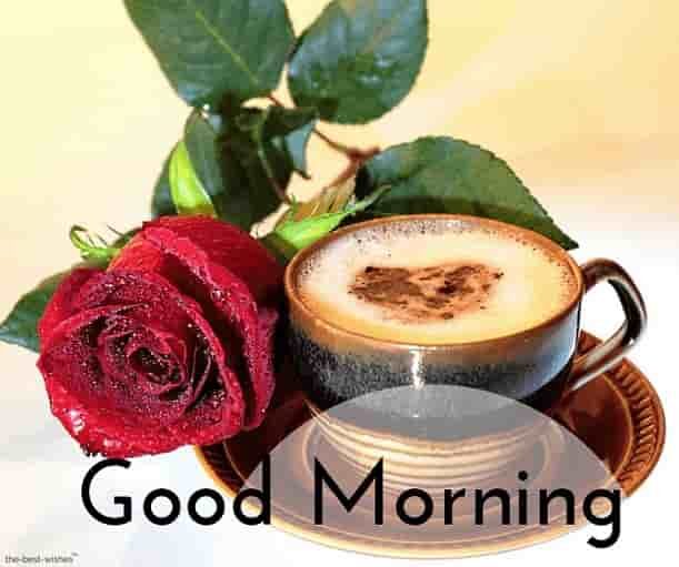 stunning-good-morning-image-with-rose