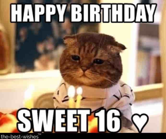 sweet cat funny memes wishes for birthday