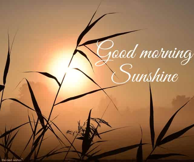 sweet good morning sunshine image