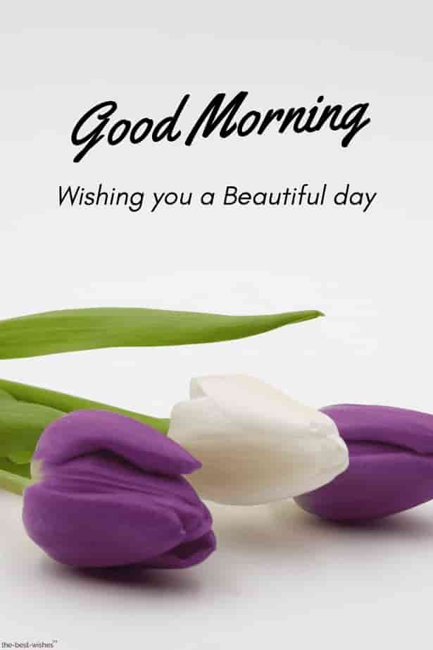 the best good morning images hd wishes with flowers