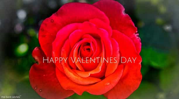 valentines day rose greeting card orange red