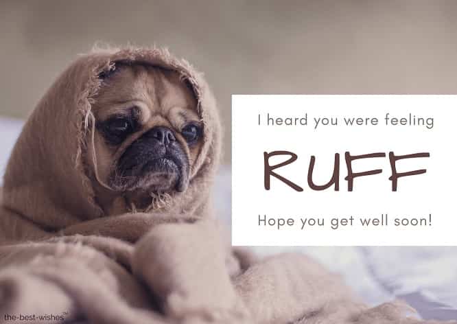 very funny get well soon dog messages