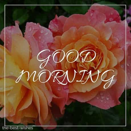 very good morning rose flowers image