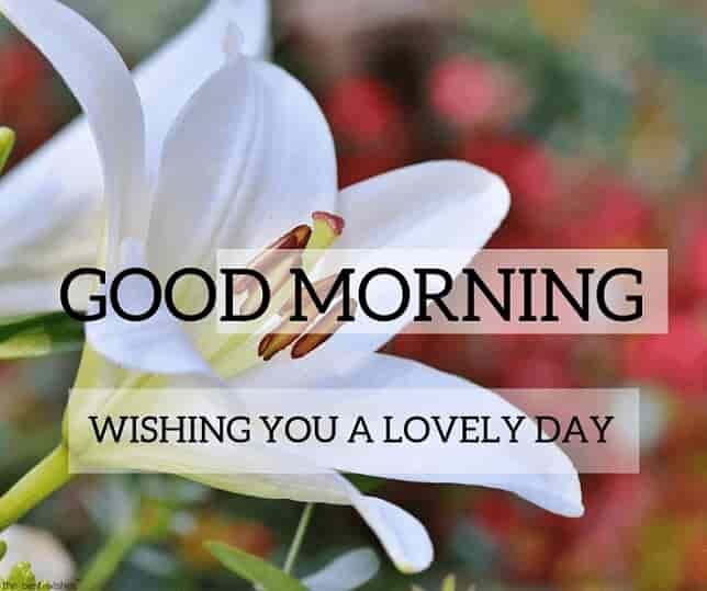 white-flower-good-morning-image