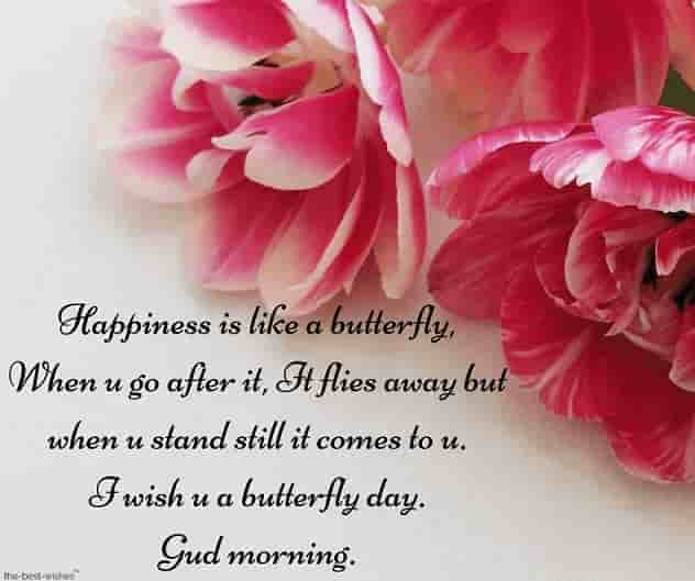 wish you a butterfly day gud morning with flowers