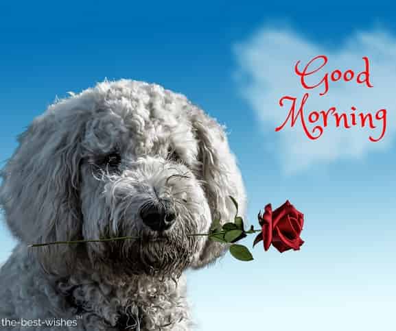 wishing you a day full of love and peace with dog having red rose