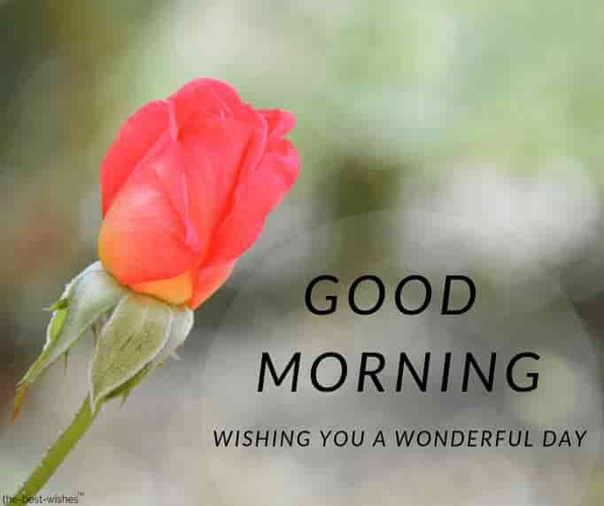 wishing-you-a-wonderful-day-good-morning