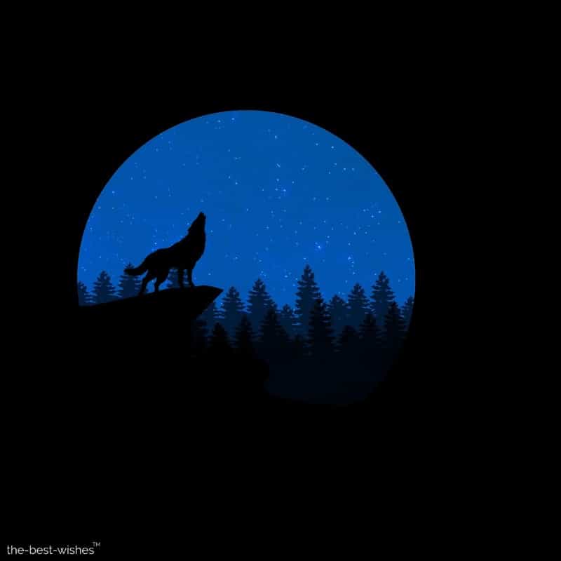 wolf howling night animal wallpaper