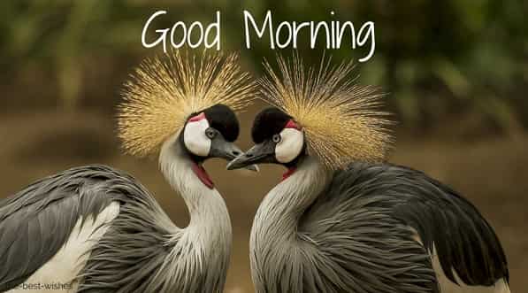 wonderful good morning image with grey crowned crane bird