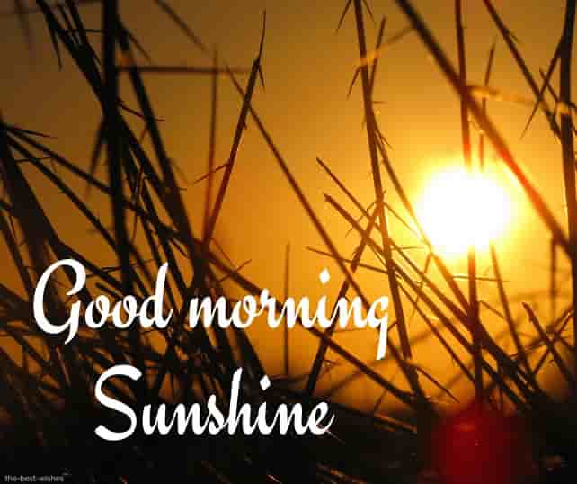 wonderful good morning sunshine images
